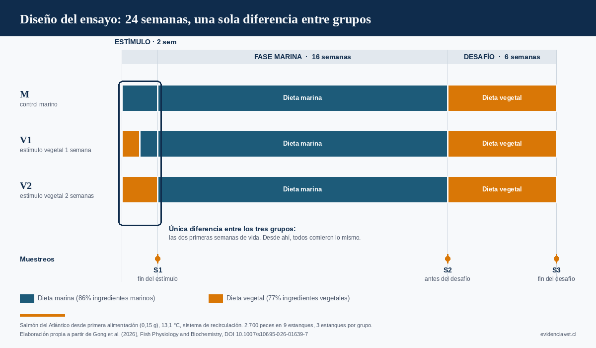 Esquema del diseño experimental de 24 semanas con tres grupos de salmón del Atlántico, fases de estímulo, marina y desafío vegetal, y puntos de muestreo
