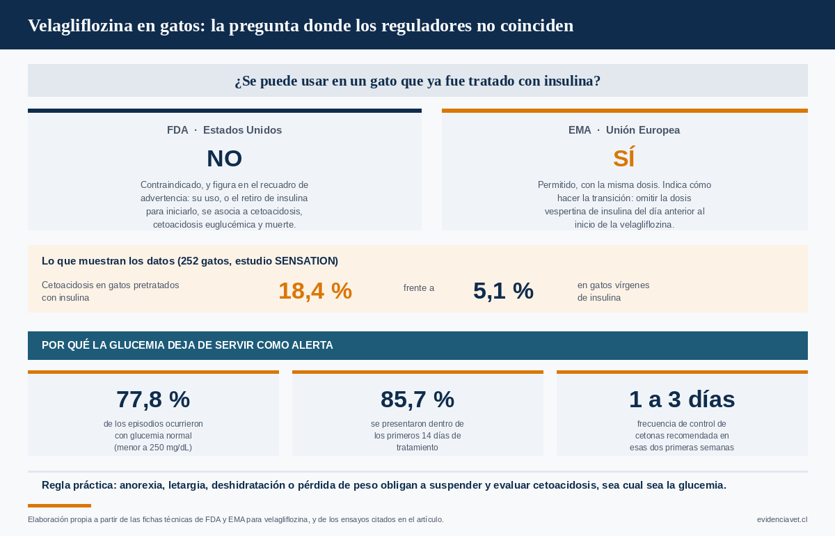 Comparación de las posiciones regulatorias de FDA y EMA sobre el uso de velagliflozina en gatos previamente tratados con insulina, con los datos de riesgo de cetoacidosis y la ventana de monitoreo