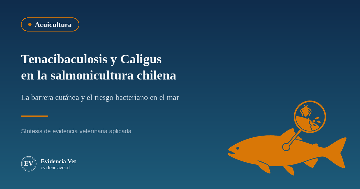 Ilustración de la barrera cutánea del salmón como punto de encuentro entre el parásito Caligus y la bacteria Tenacibaculum